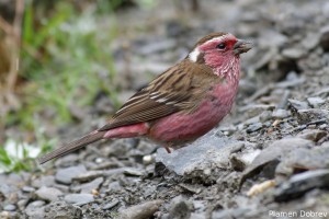 Beautiful rose finch