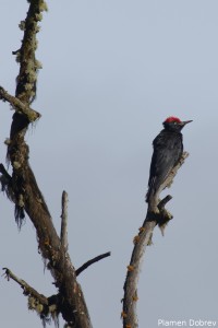 Black Woodpecker