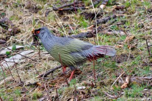 Blood Pheasant