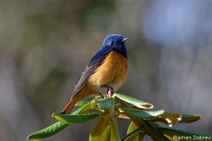 Blue Fronted Red Start