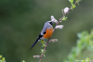 Bullfinch