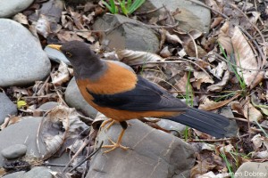 Chestnut Thrush