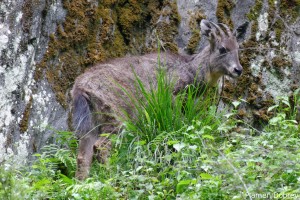 Chinese Goral