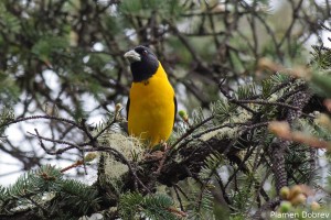 Collared Grosbeak