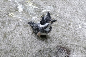 Crested Kingfisher