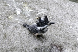 Crested Kingfisher