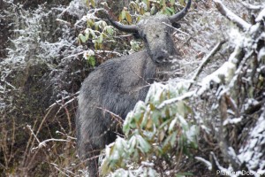 yak