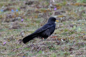 dsc_6409_dxo