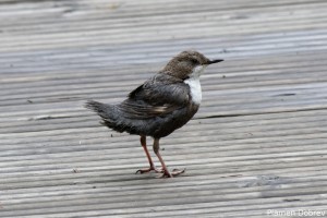 dsc_6953_dxo