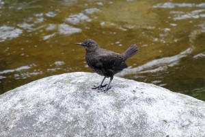 dsc_7245_dxo