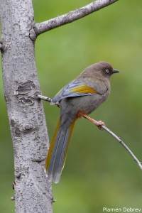 Elliot\'s Laughing Thrush