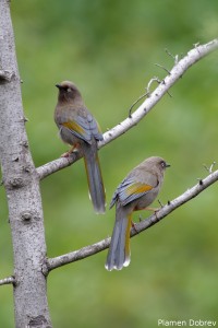 Elliot\'s Laughing Thrush
