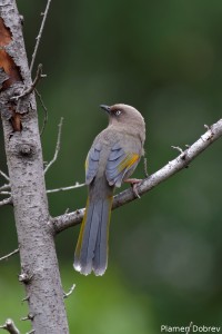 Elliot\'s Laughing Thrush