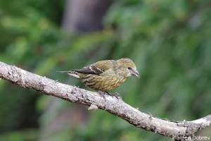 Female Red Crossbill