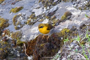 Golden Bush Robin