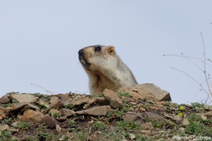 Himalayan Marmot