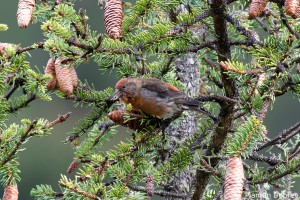 Female Red Crossbill
