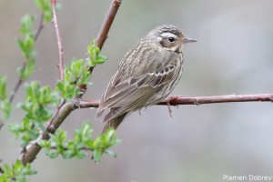 Olive Backed Pipit