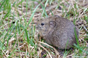 Pika