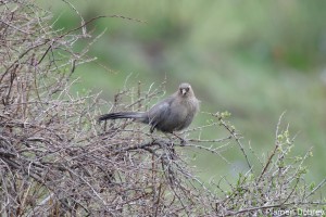 Plane Laughing Thrush
