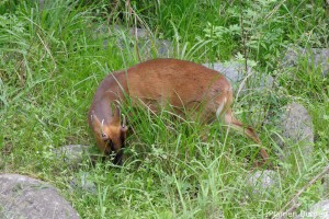Reeves\'s Muntjac