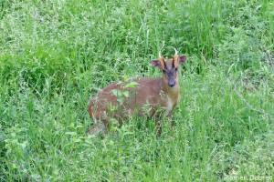 Reeves\'s Muntjac