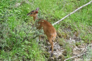 Reeves\'s Muntjac