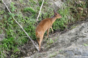 Reeves\'s Muntjac