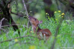 Reeves\'s Muntjac