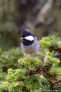Rufous Vented Tit
