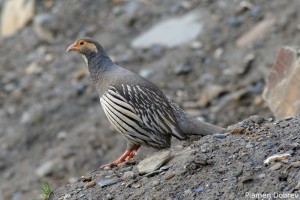 Snow Cock