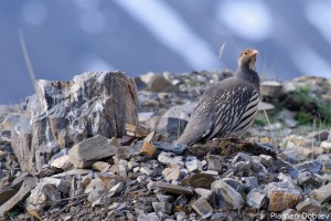 Snow Cock