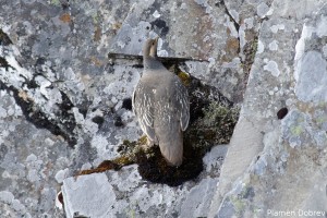 Snow Cock