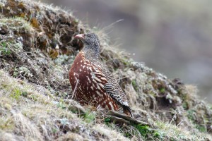 Snow Partridge