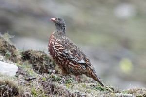 Snow Partridge