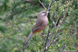 Snowy Cheeked Laughing Thrush