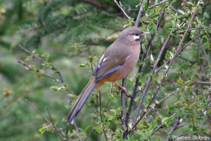 Snowy Cheeked Laughing Thrush