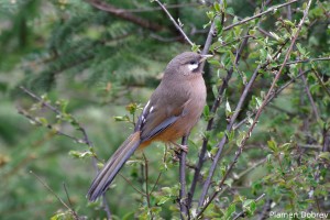 Snowy Cheeked Laughing Thrush