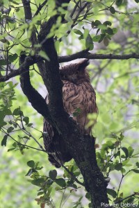 Tawny Fish Owl