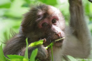 Tibetian Macaque