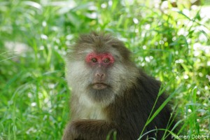 Tibetian Macaque