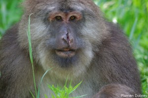 Tibetian Macaque