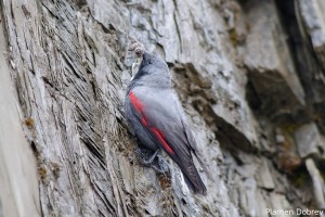 Wallcreeper