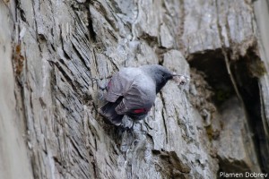 Wallcreeper