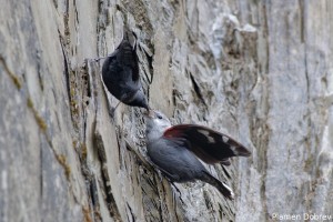 Wallcreeper