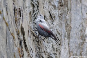 Wallcreeper