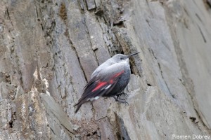 Wallcreeper