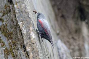 Wallcreeper