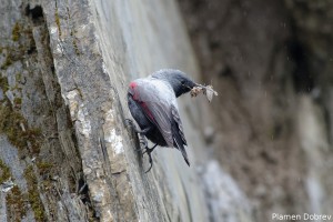 Wallcreeper