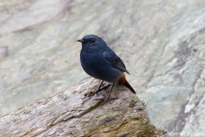 Water Red Start